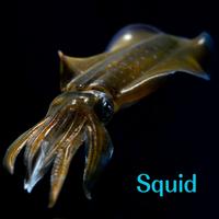 Squid