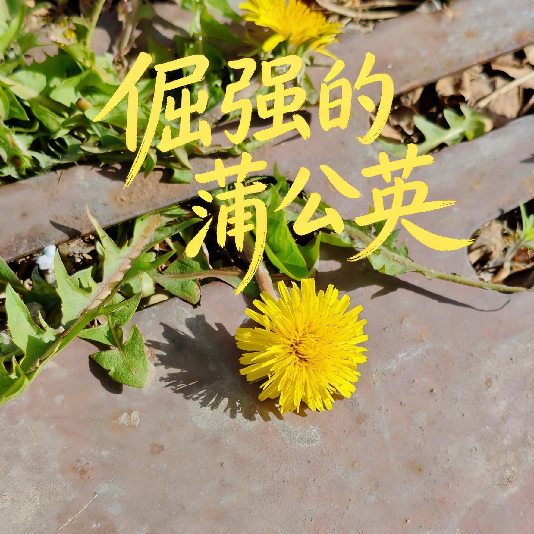 风吹散烦恼封面