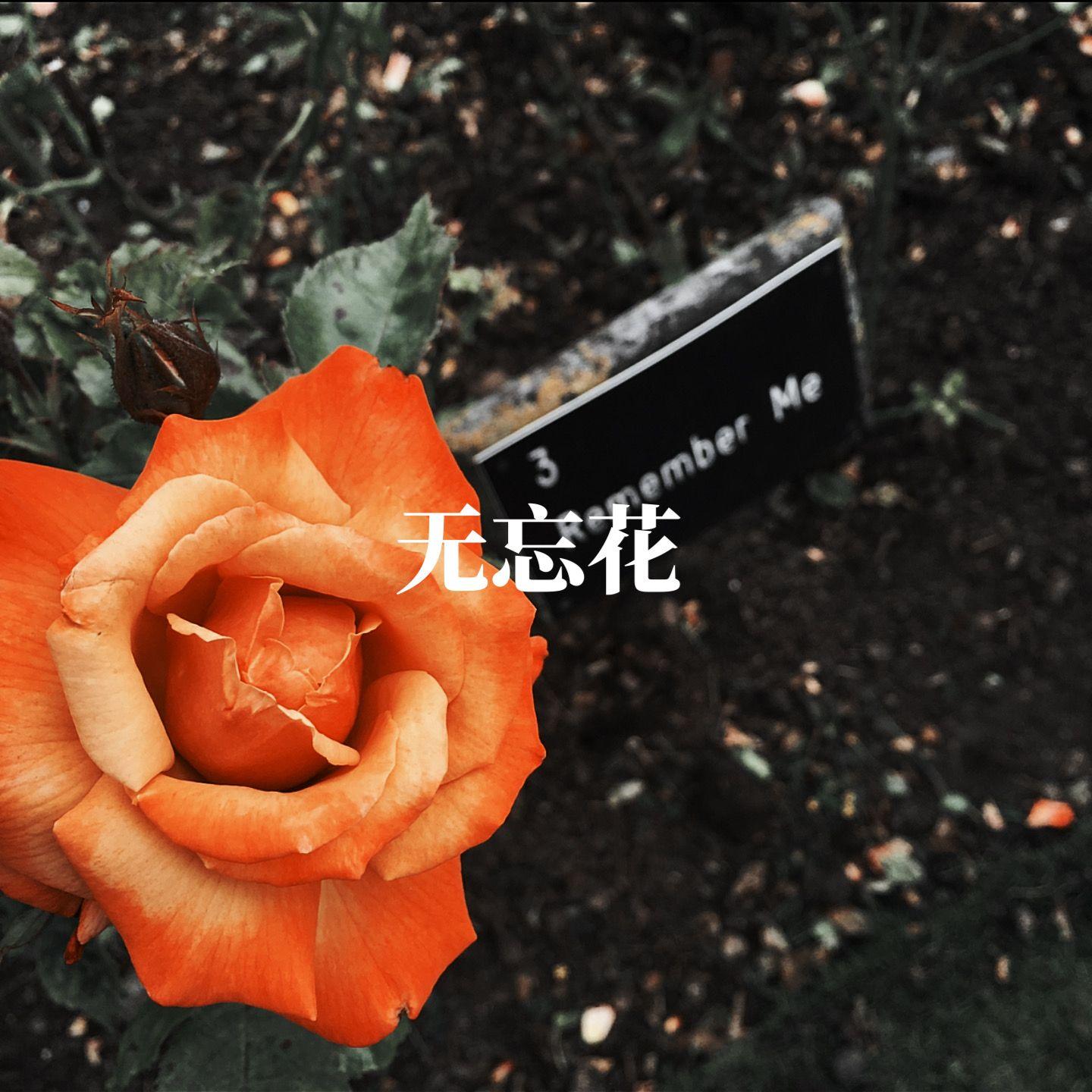 无忘花封面