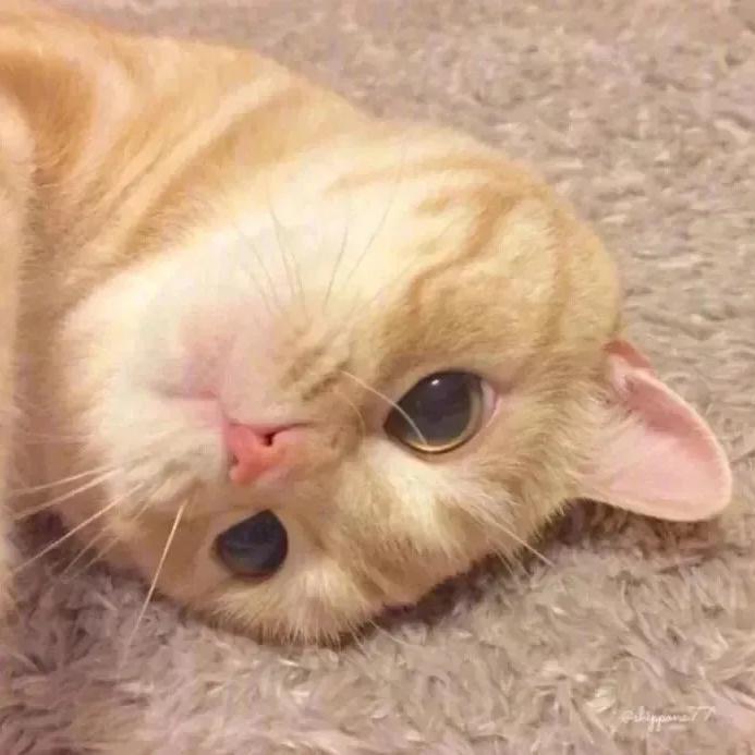 要不要跟我回家