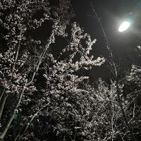 笨魚森