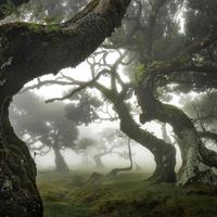Silent lamb