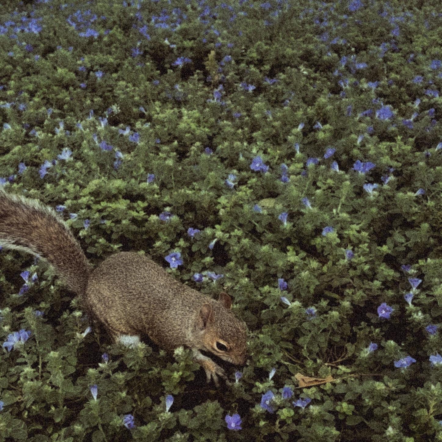 in the flower fields