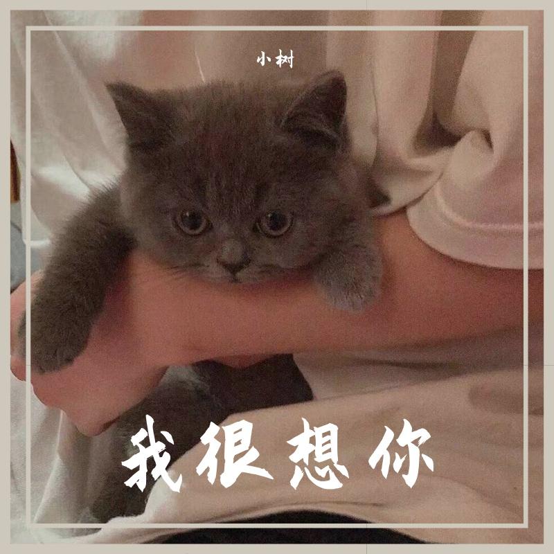 noone不可以封面