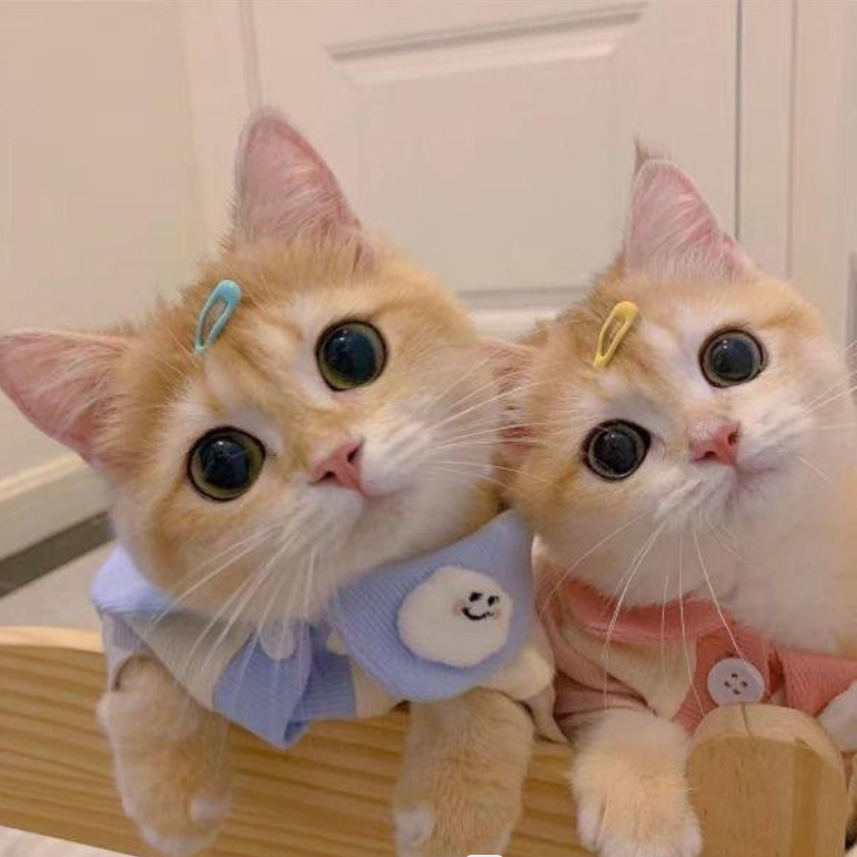晴天和猫封面