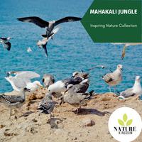 Mahakali Jungle - Inspiring Nature Collection