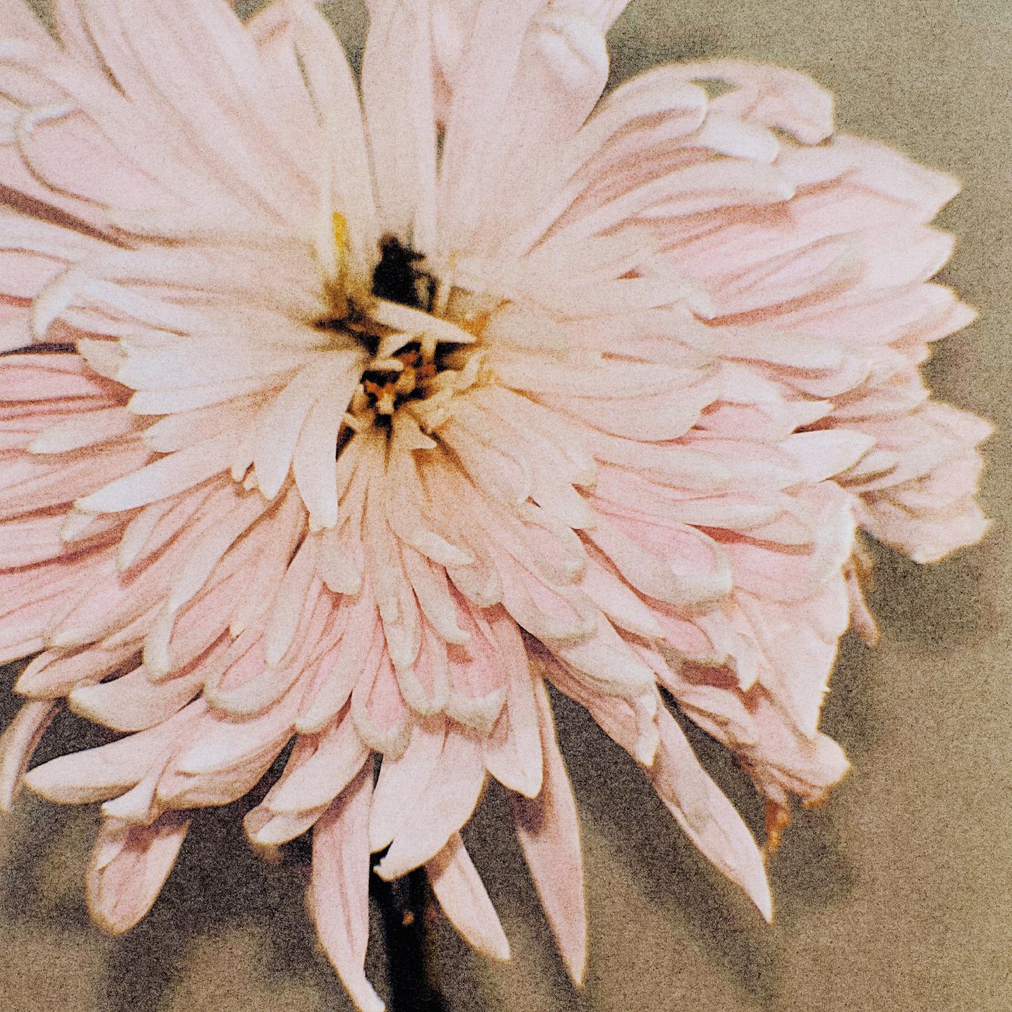 I Wanna Dance With Somebody