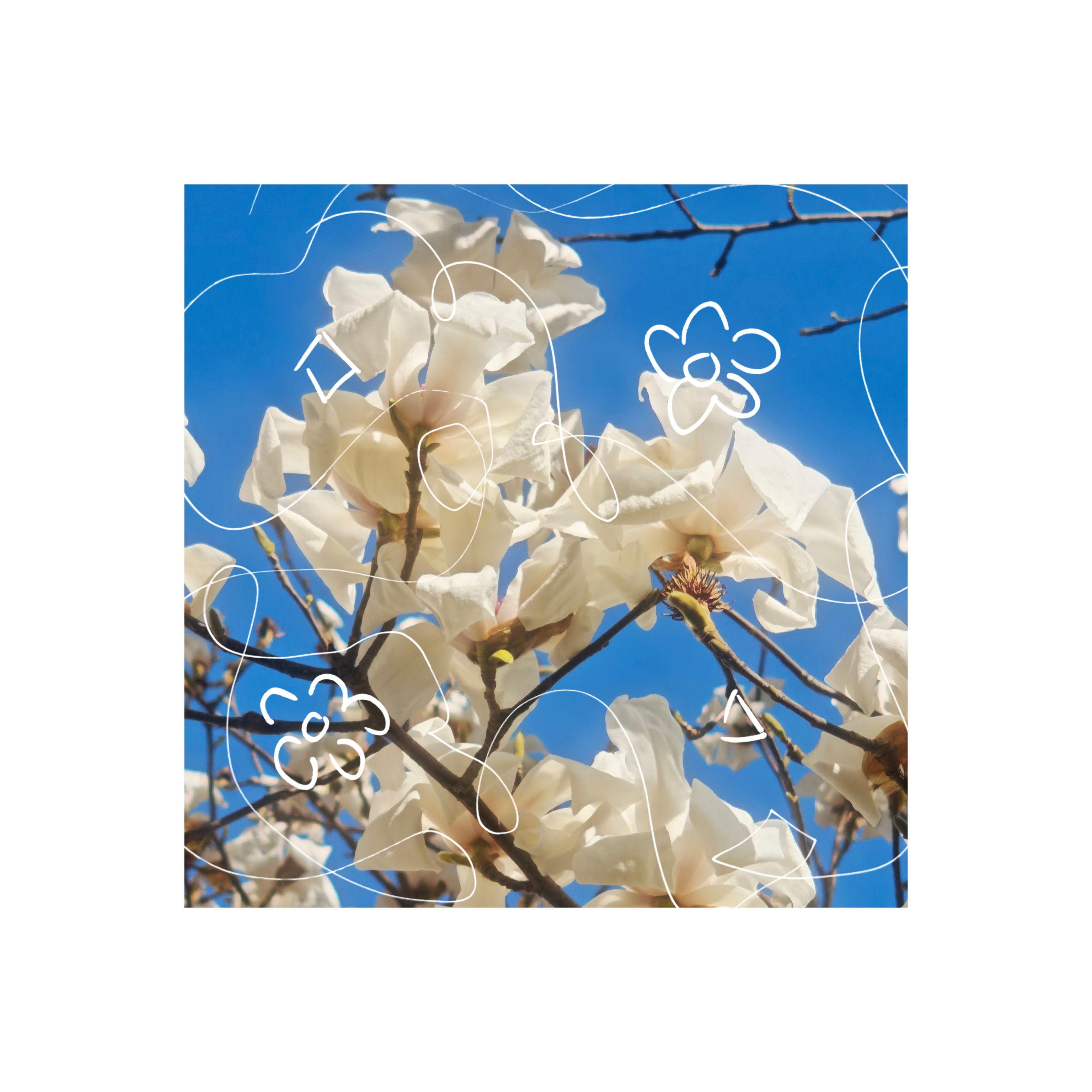 自然效应（Photosythesis）_AISUKI_自然效应（Photosythesis） | 在线播放_自然效应（Photosythesis）歌词_自然效应（Photosythesis）下载 | 网易云音乐