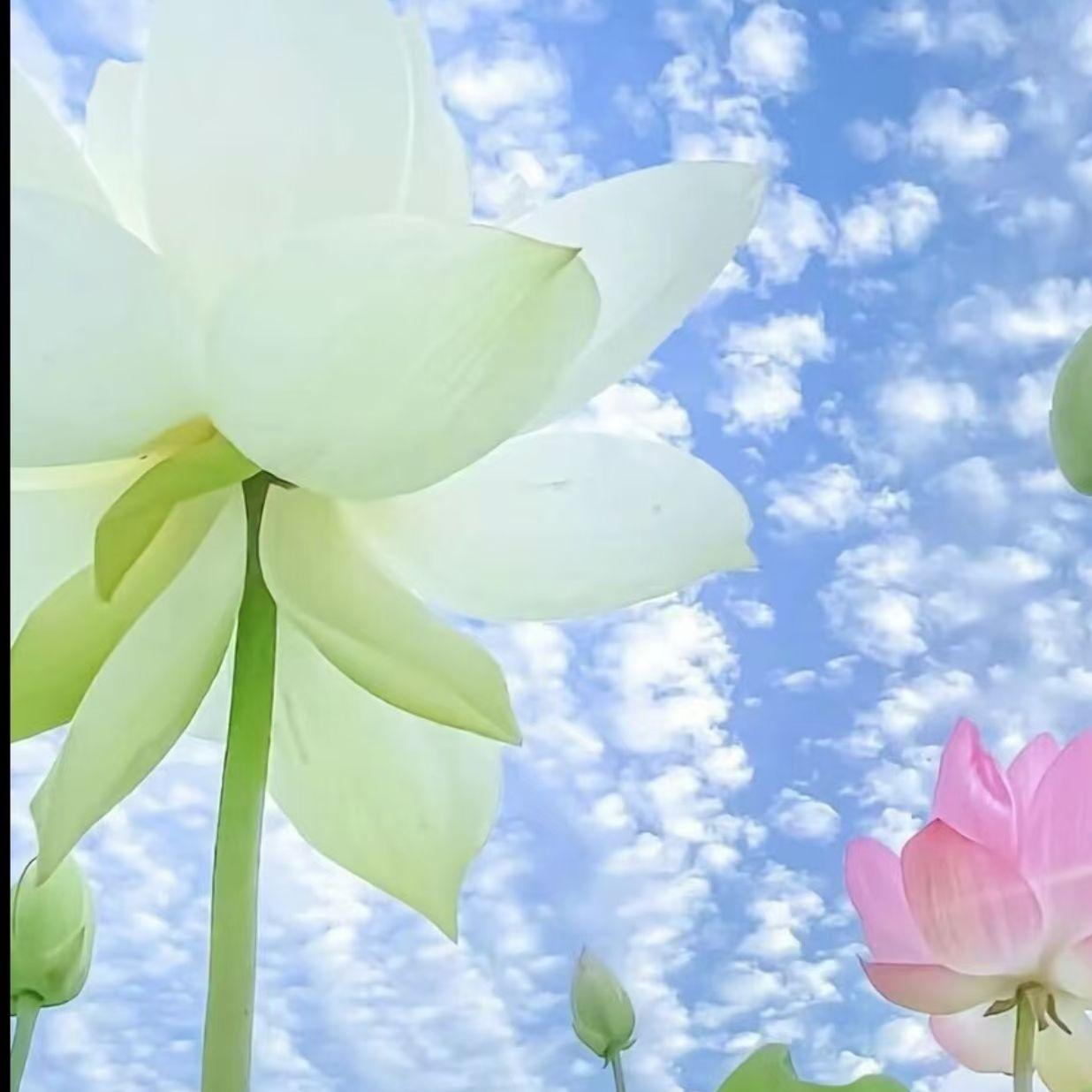 鸿门宴 伴奏封面