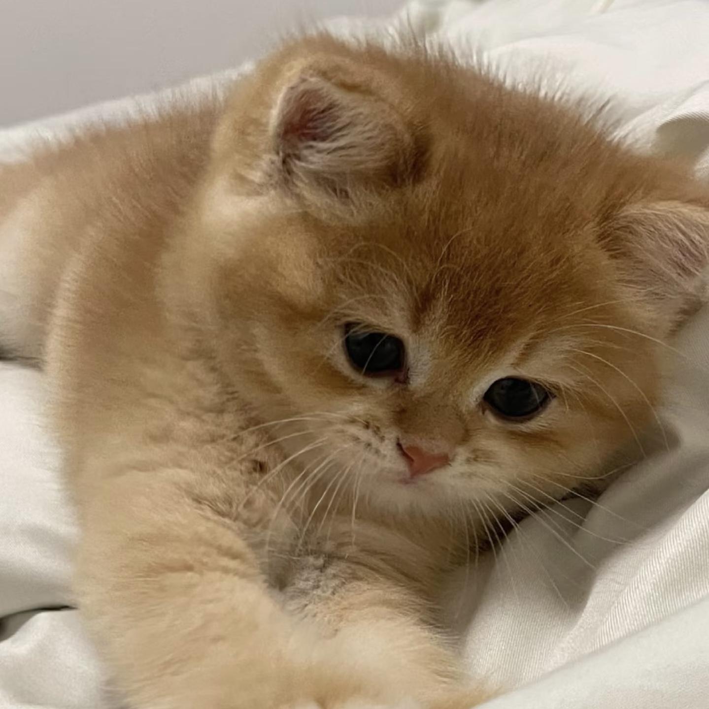 小丑最后的快乐