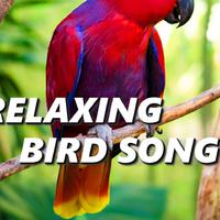 Bird Songs