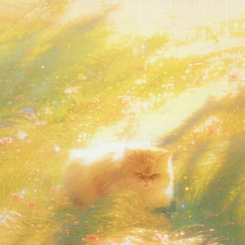 Dream