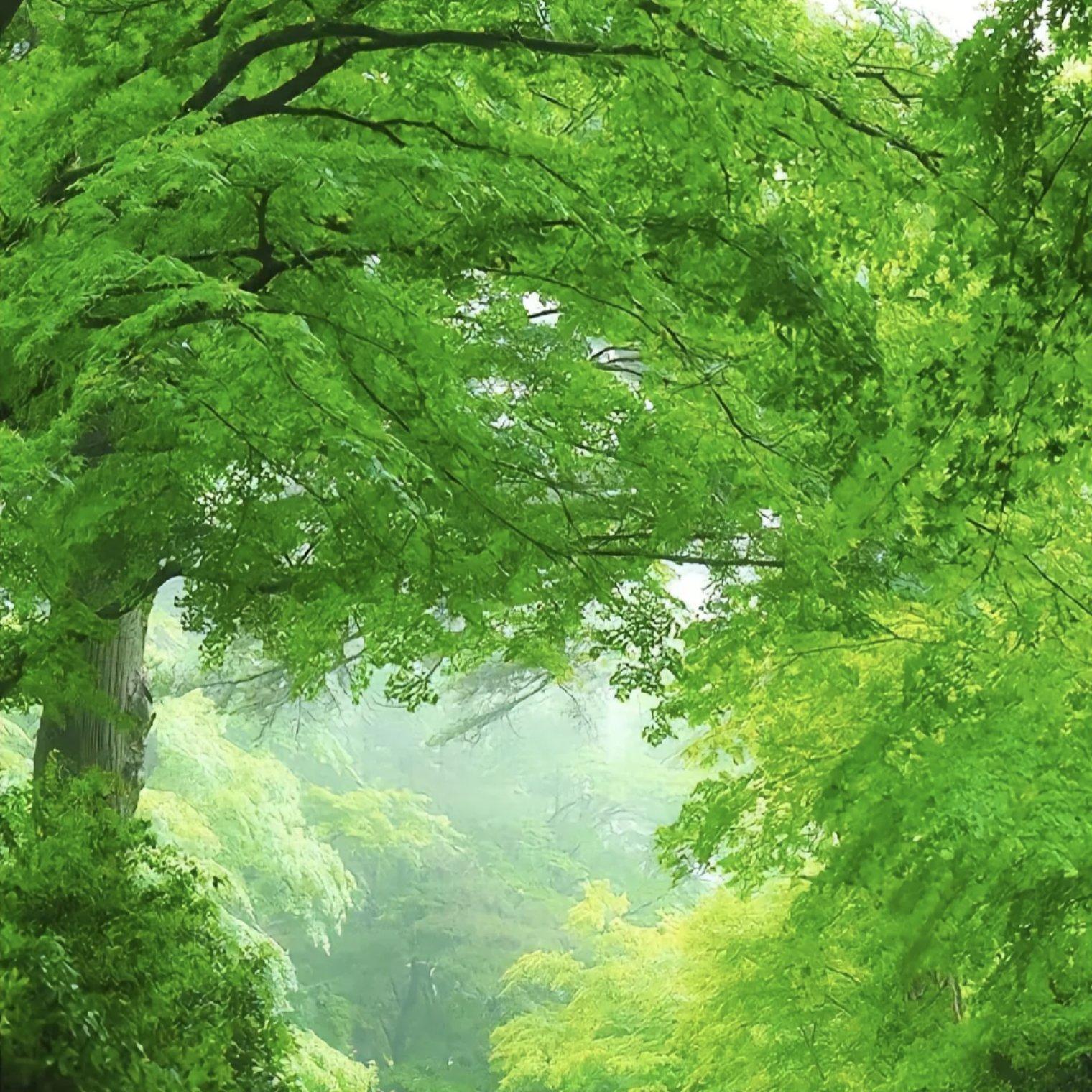 WAV文件_青石辞_55483336729471493_1760005932541.wav封面