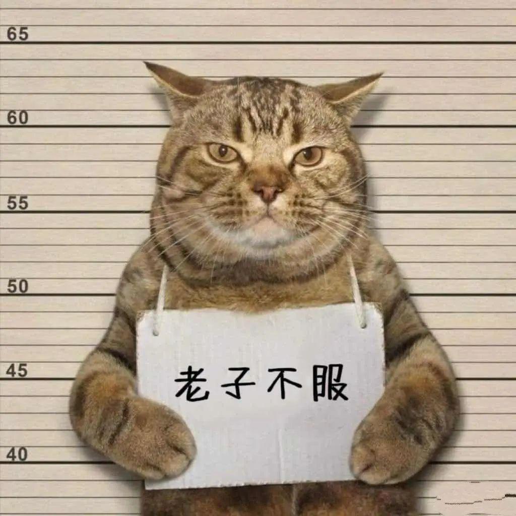 小娟儿封面