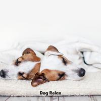 Dog Relax