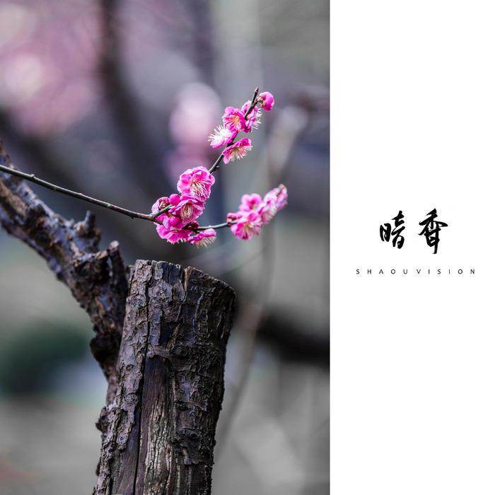 【狂飙】藏无可藏封面