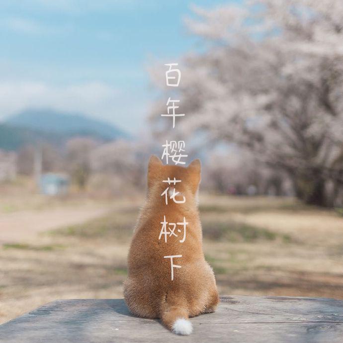 百年树木X樱花树下（钢琴曲）封面