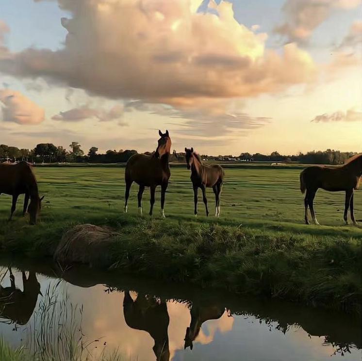 Julio (La del Pollo)