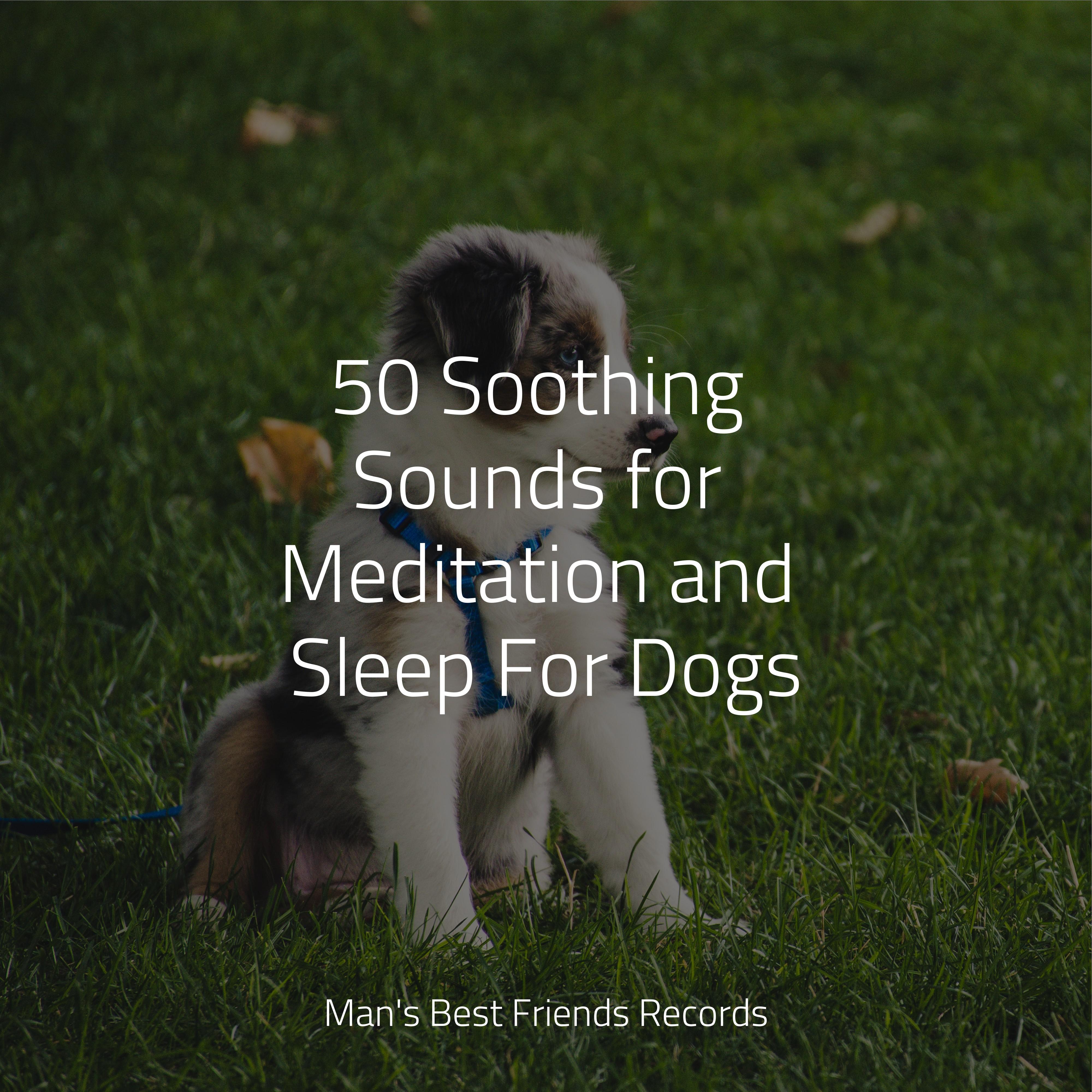 healing-spells-music-for-dogs-peace-official-pet-care-collection