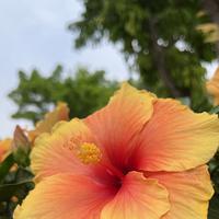 小小花