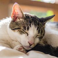 Notas De Sueño Lofi Para El Consuelo Felino