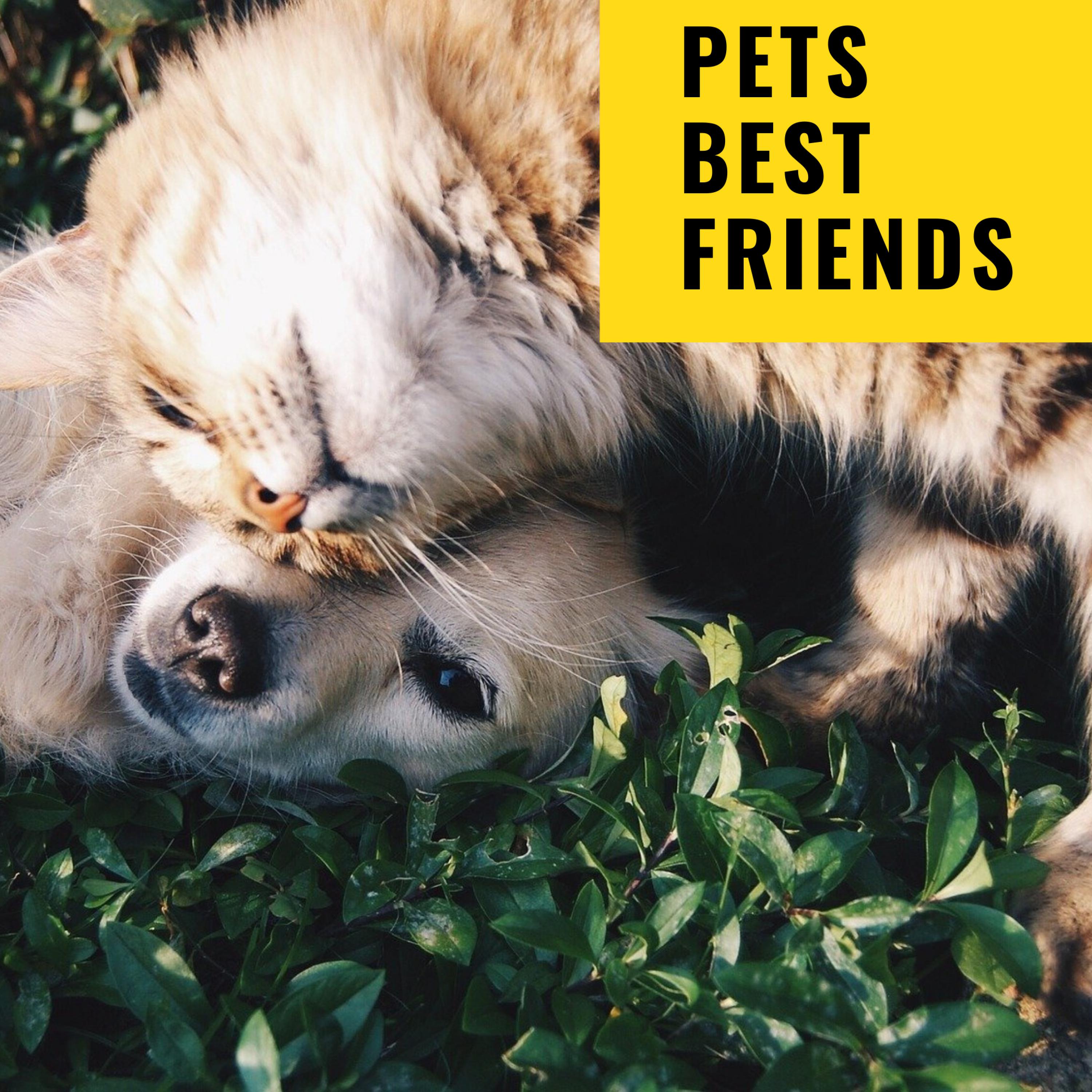 Craigslist SF Pets Free: Discover Your New Best Friend Today!