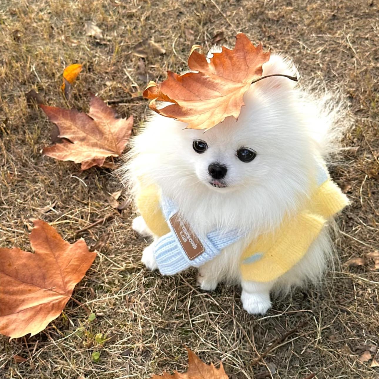 点一把火炬封面