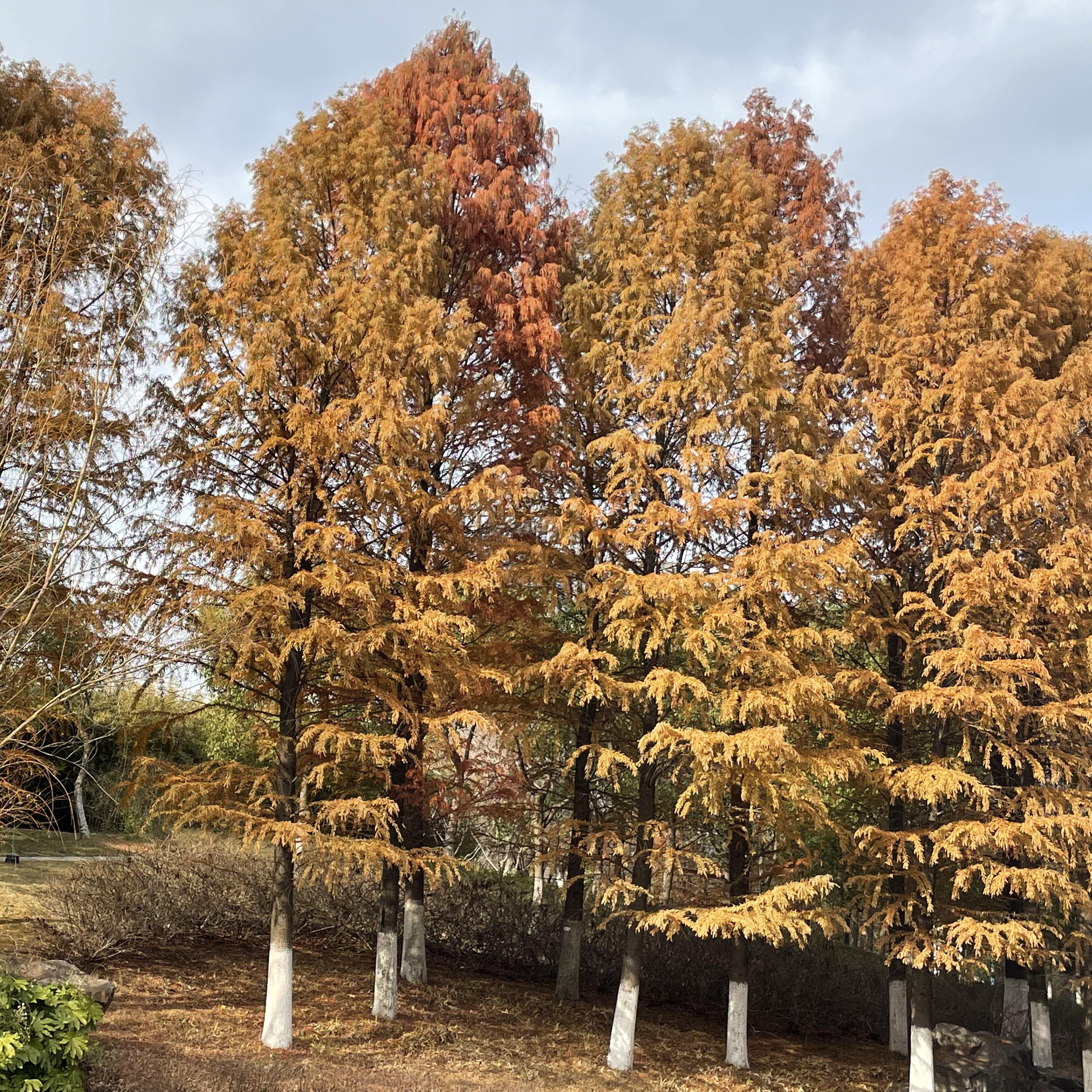 DOGGYE-秋天的风Remix（shyshy.version）（shyshy remix）