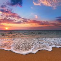 Feline Serenades by the Ocean: Nature's Whiskers