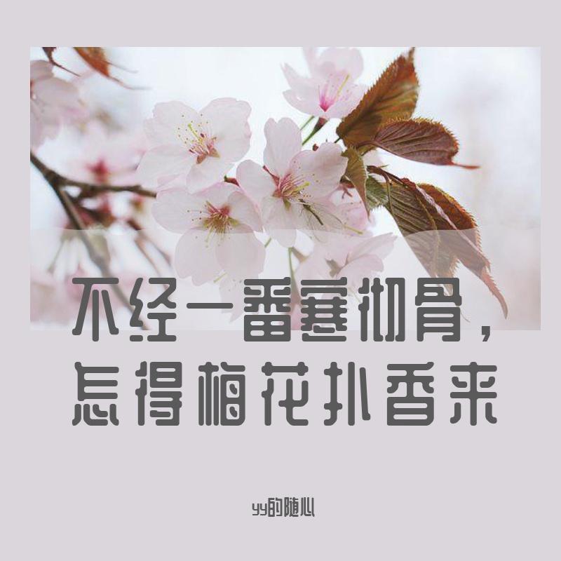 阳光不燥微风正好(Live)-yy封面