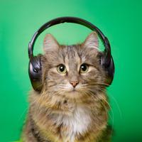 Ritmos Relajantes Para Gatos: Música Suave Para Su Confort