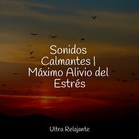 Sonidos Calmantes | Máximo Alivio del Estrés