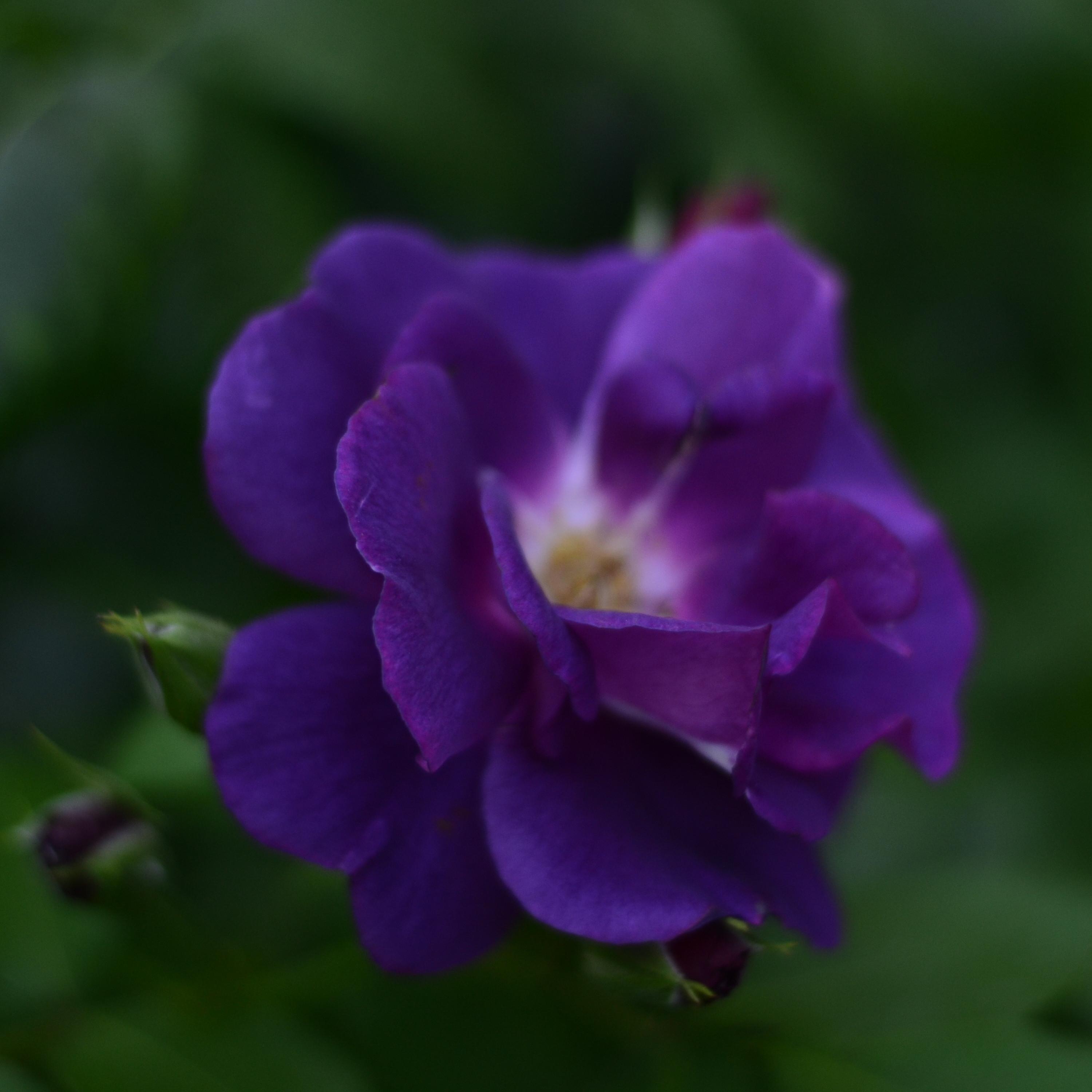 Lay Back (Sea Sound)