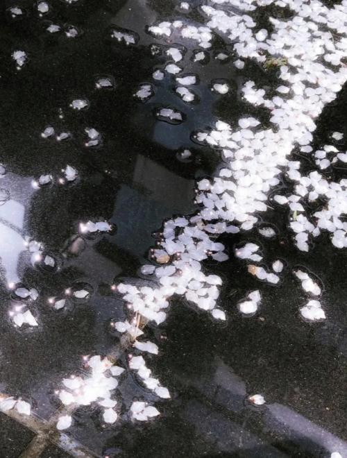 有心人封面