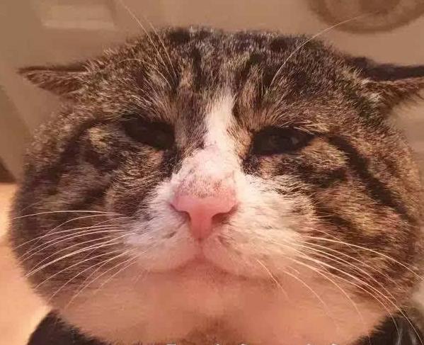 猫饭