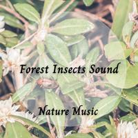 Nature Music: Forest Insects Sound