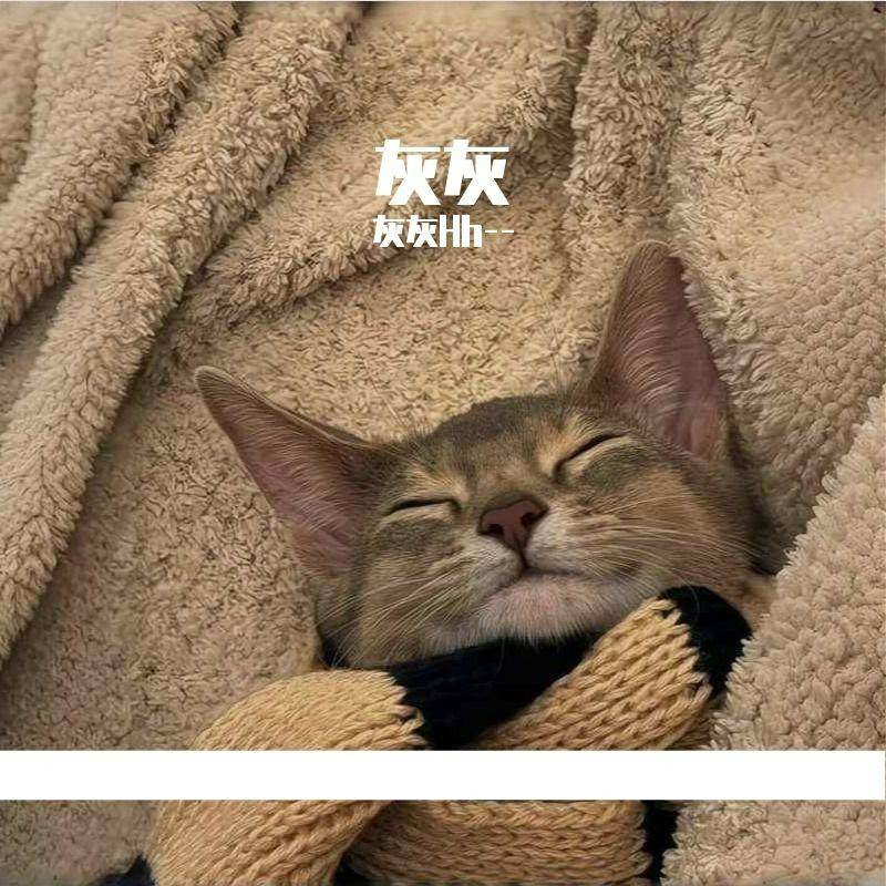 紫色烟花封面
