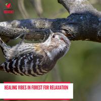 Healing Vibes in Forest for Relaxation