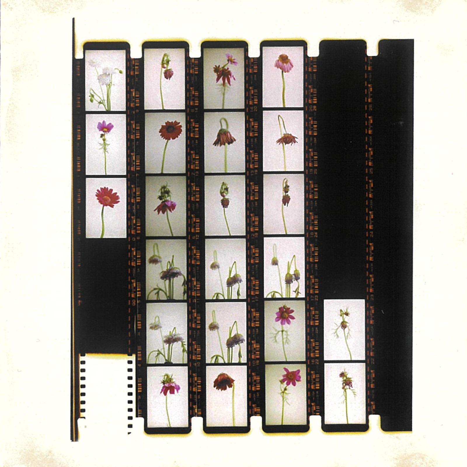 shell (Live at Club Asia, Nov. 10th 2001)