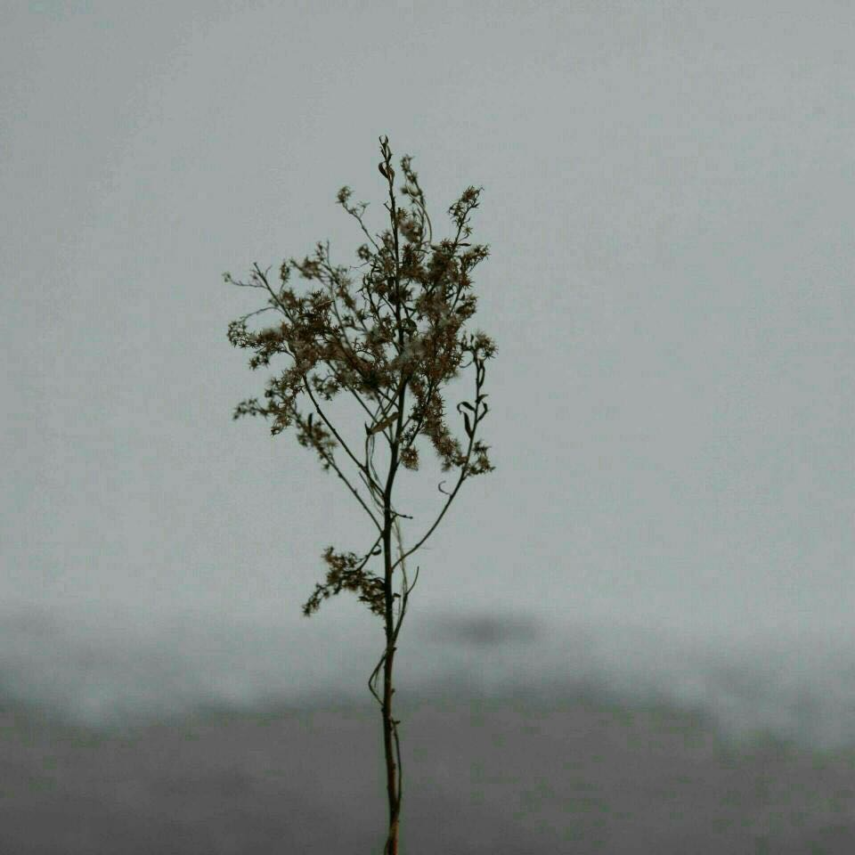 隔壁老樊/颜人中/枯木逢春/陈雪凝/花粥合集