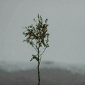 隔壁老樊/颜人中/枯木逢春/陈雪凝/花粥合集