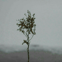 隔壁老樊/颜人中/枯木逢春/陈雪凝/花粥合集