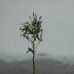隔壁老樊/颜人中/枯木逢春/陈雪凝/花粥合集