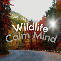 Wildlife Calm Mind