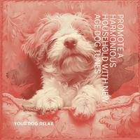 Promote a Harmonious Household with New Age Dog Tunes