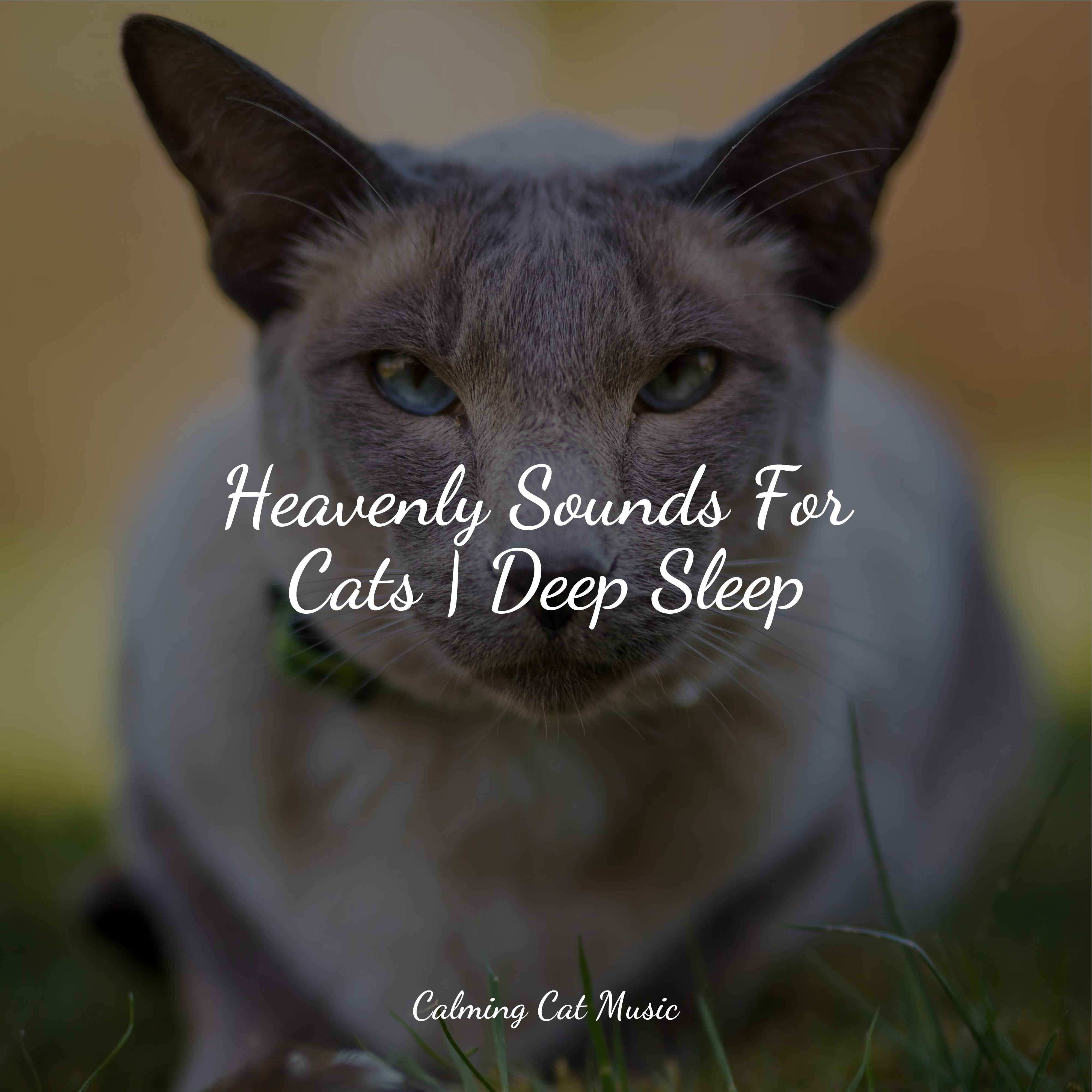Snapshot of Ambience Music For Relaxing Cats Calm Music For Cats Cat Music Therapy 单曲 网易云音乐