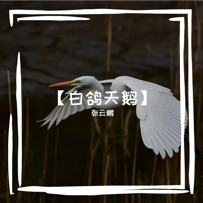白鸽天鹅封面
