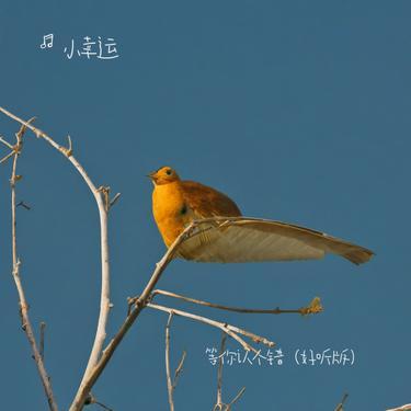 等你认个错封面