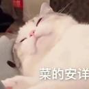 L.