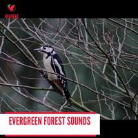 Evergreen Forest Sounds